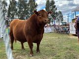 La frontera invisible de la carne: sanidad