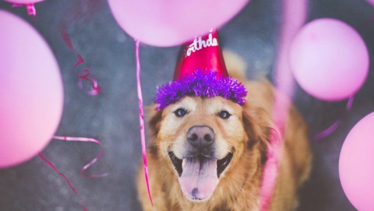 TikTok: festejó el cumpleaños de su perro con un pastel de pollo horneado.