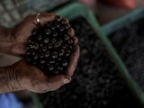 Con millones en juego y mercados en plena expansión, esta pequeña baya púrpura está transformando economías regionales y hábitos de consumo.