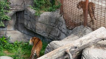 Un zoológico de Dinamarca acepta mascotas como donaciones para alimentar depredadores.