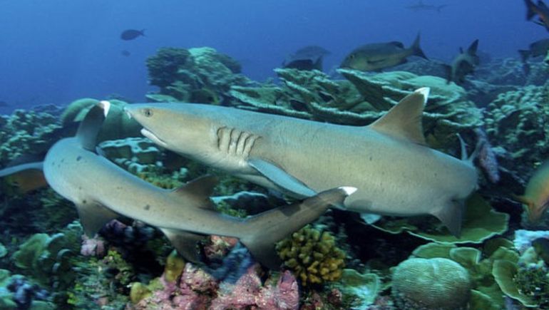 Según medios británicos la joven farmacóloga londinense fue atacada por un &nbsp;tiburones de arrecife.