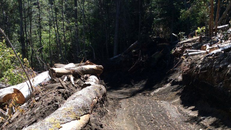 Siempre hay polémica cada vez que se desarrolla un loteo en el bosque.