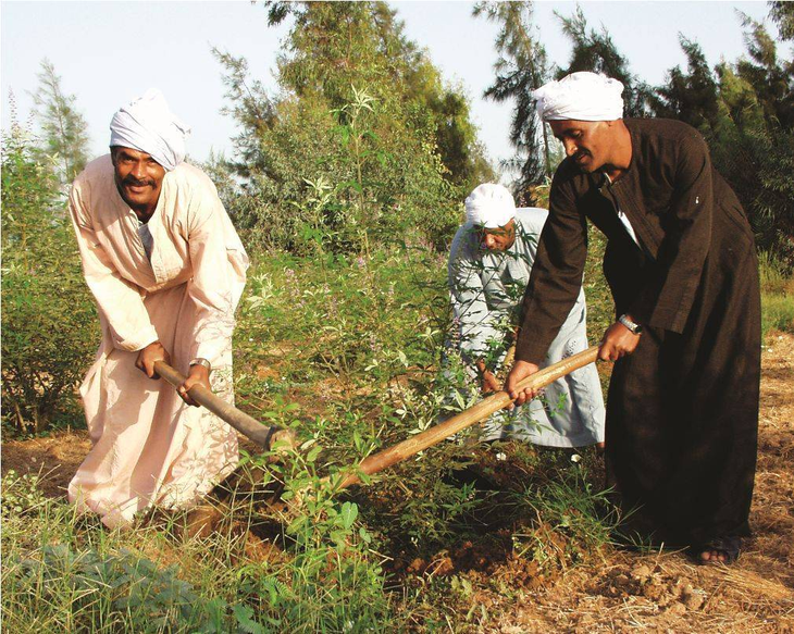 Seguridad alimentaria: Cultivos de cereales y frutas desafían la aridez extrema del desierto. Seguridad alimentaria: Cultivos de cereales y frutas desafían la aridez extrema del desierto.