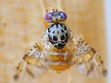 Mosca de los frutos, un plaga en Perú que está generando conflictos con su vecino, Chile.