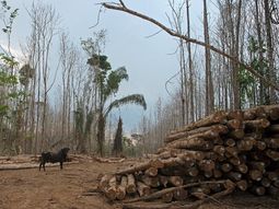 brasil emplaza a europa a responder sobre la ley de deforestacion brasil emplaza a europa a responder sobre la ley de deforestacion