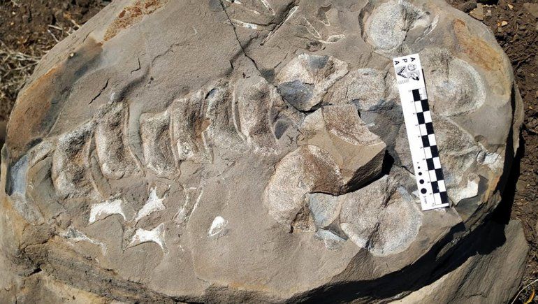 Rescataron restos fósiles de un reptil marino en Taquimilán