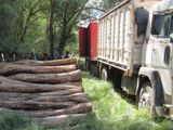 Desde el Ministerio de La Producción de La Pampa informaron que el desmonte sin permiso es la falta más habitual en los bosques de la provincia. 