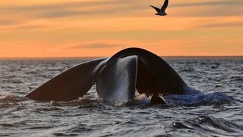 Premio para un video de ballenas del fotógrafo de Chubut Maxi Jonas. Premio para un video de ballenas del fotógrafo de Chubut Maxi Jonas.