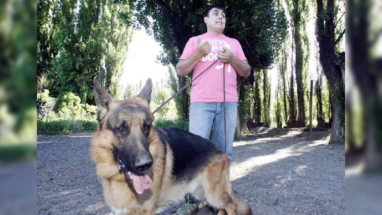 Guillermo a finales de 2014 en el criadero de la chacra de Centenario. Esta vez con otro ovejero campeón, llamado Patrokos. Lo llevó a él y su esposa Marcela a recorrer todo el país. Guillermo a finales de 2014 en el criadero de la chacra de Centenario. Esta vez con otro ovejero campeón, llamado Patrokos. Lo llevó a él y su esposa Marcela a recorrer todo el país.
