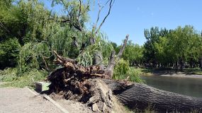 Paseo de la Costa: derribaron un enorme sauce que empezó a crujir con la tormenta
