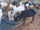 Resultados a campo muestran cómo la suplementación en gestación y lactancia fortalece la producción caprina en zonas áridas.