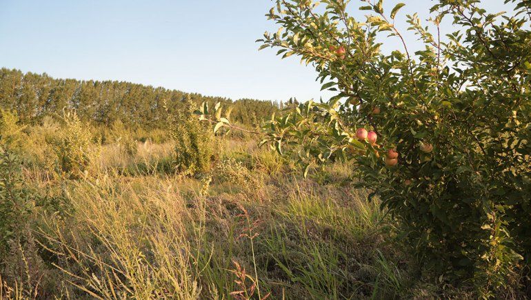 Centenario sale al rescate de las chacras paralizadas