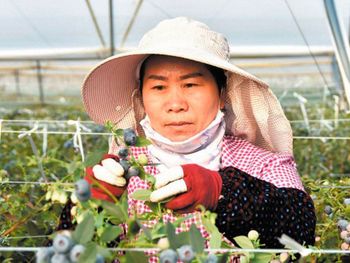 la fruta que transformara a china con una inversion superior a 200 millones de dolares la fruta que transformara a china con una inversion superior a 200 millones de dolares