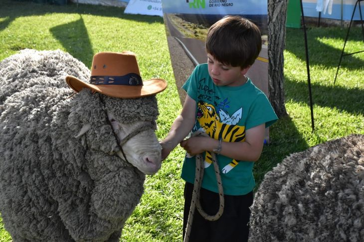 Según el gobernador, se trata del evento más importante del país en la raza Merino. Foto: gentileza Fabricio González. Según el gobernador, se trata del evento más importante del país en la raza Merino. Foto: gentileza Fabricio González.