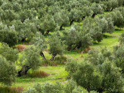 El Mediterráneo se ha vuelto un punto caliente del cambio climático. Foto: EFEAgro El Mediterráneo se ha vuelto un punto caliente del cambio climático. Foto: EFEAgro