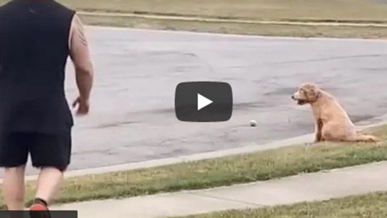 La perra no deja de sumar reproducciones en YouTube