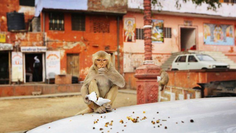 Un grupo de monos secuestró a unas bebés recién nacidas y se viralizó en Twitter.