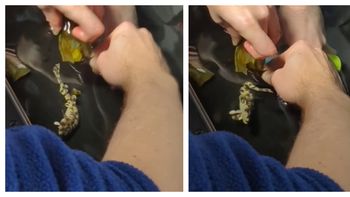 El nacimiento del tiburón en el acuario de Estados Unidos pudo darse por partenogénesis o fecundación retrasada, explicaron los especialistas. El nacimiento del tiburón en el acuario de Estados Unidos pudo darse por partenogénesis o fecundación retrasada, explicaron los especialistas.