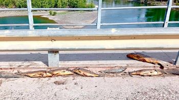 Pescadores crueles dejan tiradas las carpas en el puente del dique Ballester. Pescadores crueles dejan tiradas las carpas en el puente del dique Ballester.