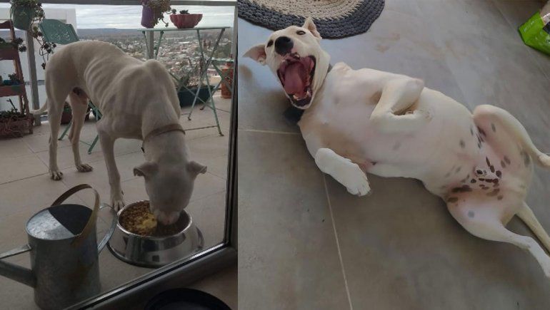 Neuquén cuenta con un registro de guardadores de animales 