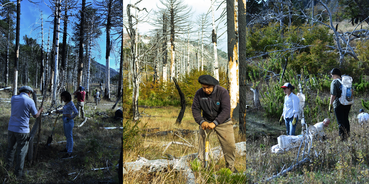 El Proyecto Pewén es una admirable iniciativa de conservación y trabajo comunitario. Foto: gentileza. El Proyecto Pewén es una admirable iniciativa de conservación y trabajo comunitario. Foto: gentileza.