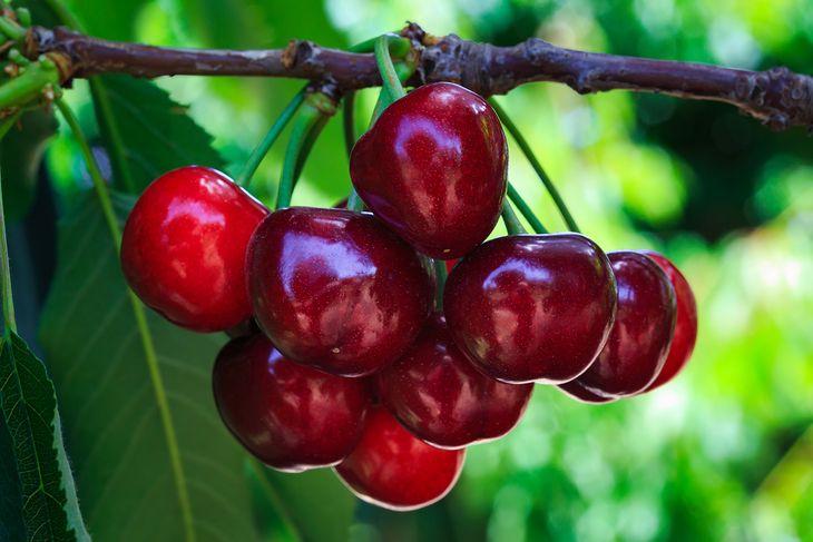 China transforma su industria frutícola: crisis del durazno y expansión récord de las cerezas