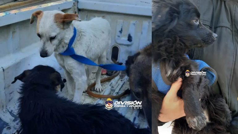 Maltrato animal: tenía ocho perros encadenados y abandonados