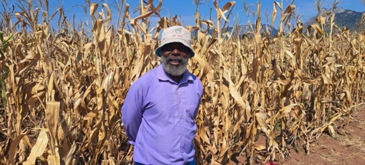 La producción agrícola en África se convierte en un pilar central de la estrategia china de seguridad alimentaria y proyección global. La producción agrícola en África se convierte en un pilar central de la estrategia china de seguridad alimentaria y proyección global.