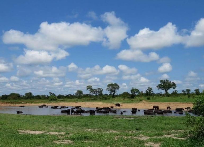 Doble asesinato en un safari de Sudáfrica: les robaron y los tiraron a un río con cocodrilos. Doble asesinato en un safari de Sudáfrica: les robaron y los tiraron a un río con cocodrilos.