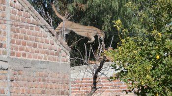 asi liberaron al puma que tuvo en vilo al barrio hipodromo asi liberaron al puma que tuvo en vilo al barrio hipodromo