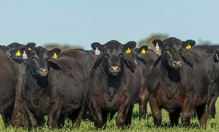 La raza Angus ya está muy instalada en gran parte de la región patagónica. La raza Angus ya está muy instalada en gran parte de la región patagónica.