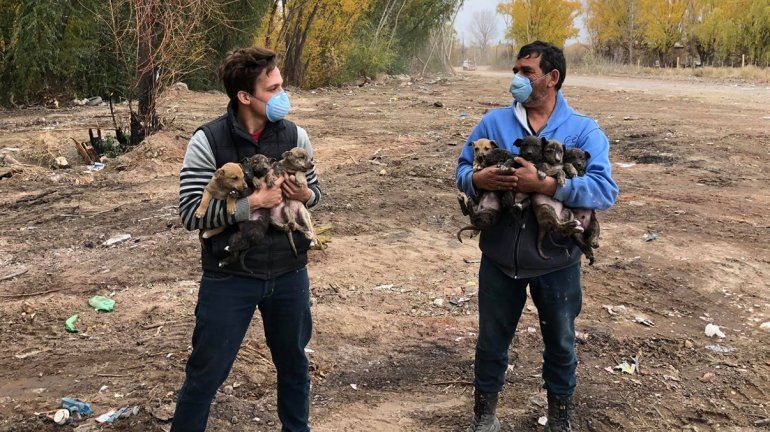 Salvaron 9 cachorros que estaban abandonados en un basural