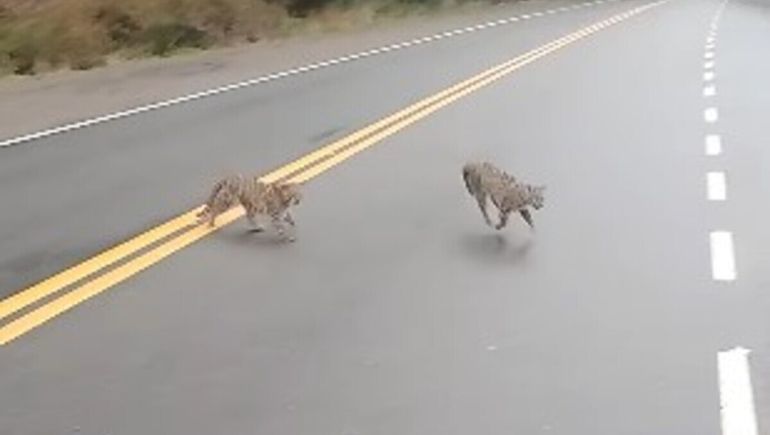 Chubut: gatos montés en celo en el Parque Nacional Los Alerces.