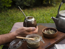 Investigadores del Conicet descifraron el genoma de la yerba mate. Investigadores del Conicet descifraron el genoma de la yerba mate.