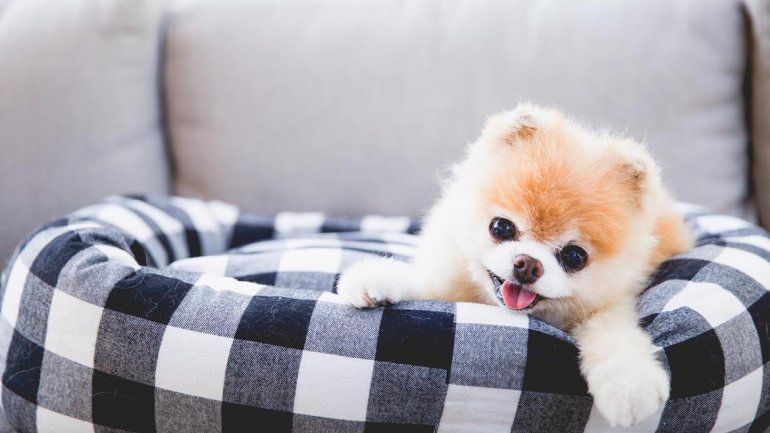 Se murió Boo, el perro más lindo del mundo