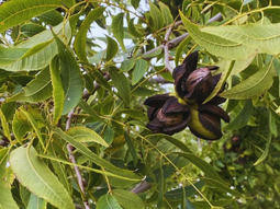 Cortinas forestales que rompen viento y generan $20-24 millones/ha en plena producción. Cortinas forestales que rompen viento y generan $20-24 millones/ha en plena producción.