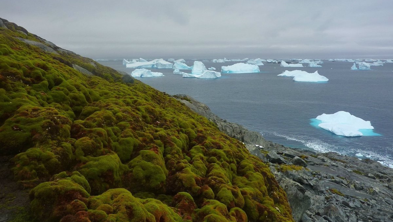 Crisis: hay menos hielo en la Antártida