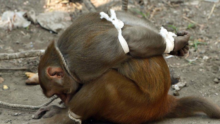 India: por ladrón, un mono terminó atado y enjaulado