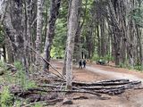 Qué hacer en Villa La Angostura: no te pierdas esta caminata amigable