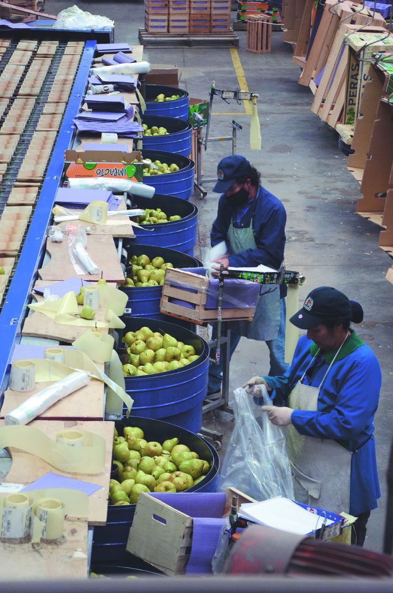 Cooperativa La Flor de Centenario es una de las pocas en pie en el Alto Valle. Cooperativa La Flor de Centenario es una de las pocas en pie en el Alto Valle. En su momento hizo un fuerte reclamo al gobierno provincial por el tema e los costos.