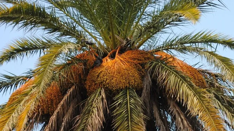 La Justicia de Paz debió intervenir ante el conflicto desatado entre dos vecinas por las hojas de una palmera. La Justicia de Paz debió intervenir ante el conflicto desatado entre dos vecinas por las hojas de una palmera.