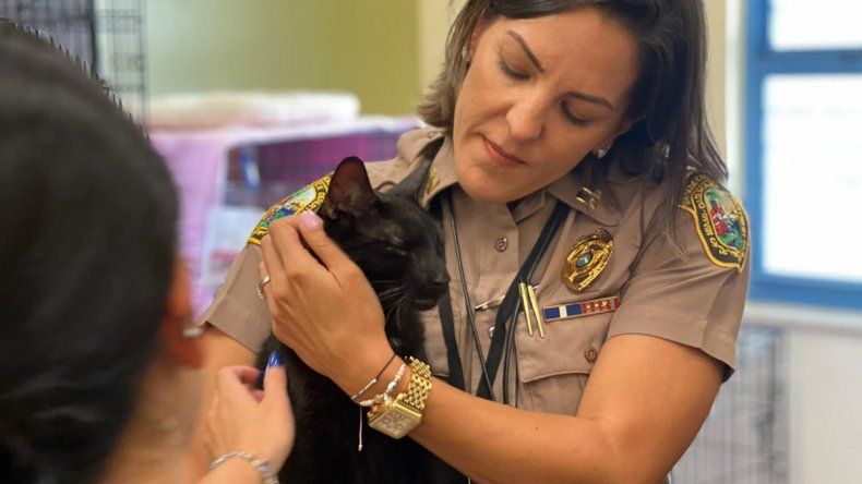 Un gato negro sobrevivió al deraumbe en Miami