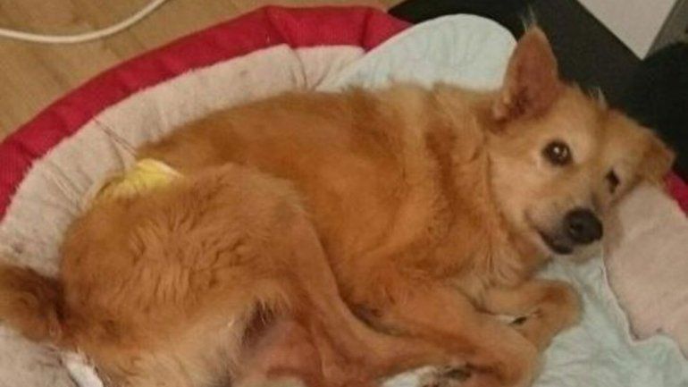 Rescatan a perro que fue abusado durante 5 años