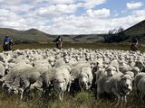 La Patagonia, símbolo de la producción ovina del país.