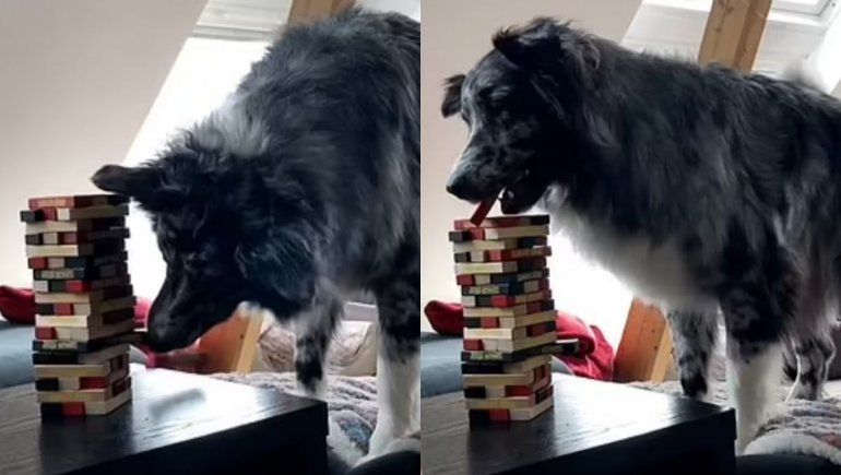 Perro astuto juega Jenga y se hace viral en YouTube.