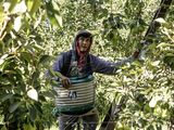 Esto significa que el trabajador temporario puede ser registrado por su empleador sin perder el plan social, reafirmó la Secretaría.