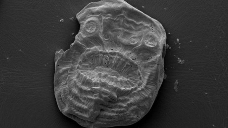 Encontraron microfósiles con grandes revelaciones