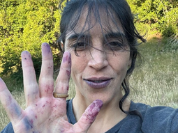 El fruto que tiñe las manos: Característico por su intenso color violeta, el maqui es recolectado artesanalmente entre enero y febrero. El fruto que tiñe las manos: Característico por su intenso color violeta, el maqui es recolectado artesanalmente entre enero y febrero.