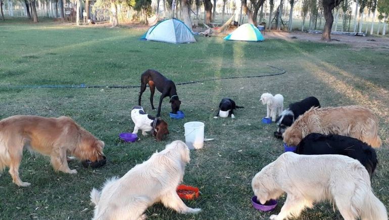 Crisis y vacaciones: los neuquinos buscan que amigos o familiares les cuiden a las mascotas