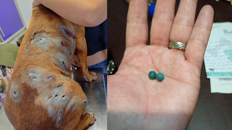 Las lesiones que tiene la perra pitbull y las postas de goma que recibió por parte de la Policía | LM Neuquen Las lesiones que tiene la perra pitbull y las postas de goma que recibió por parte de la Policía